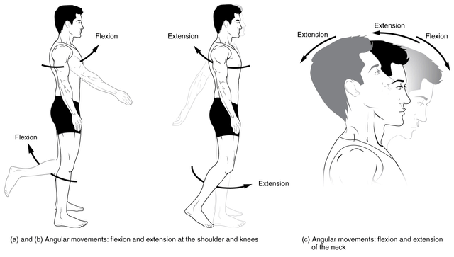 Anatomical terms of motion