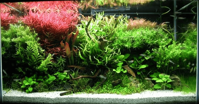 Aquascaping