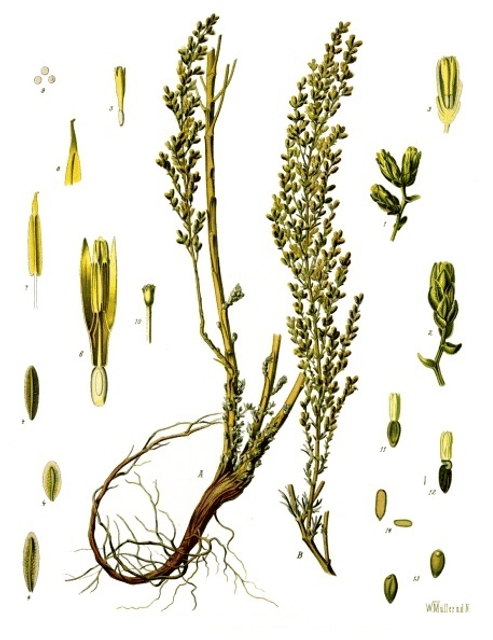 Artemisia (genus)