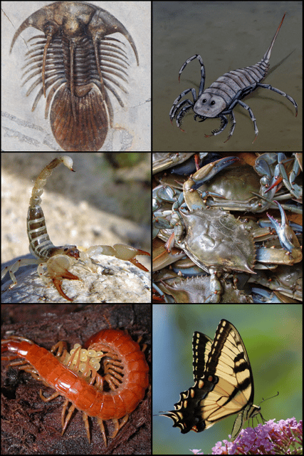 Arthropod