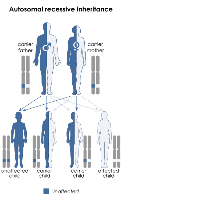 Bardet–Biedl syndrome