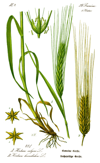 Barley