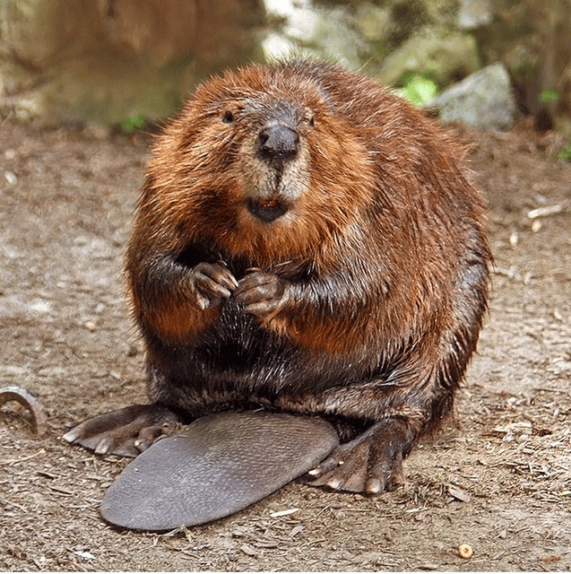 Beaver