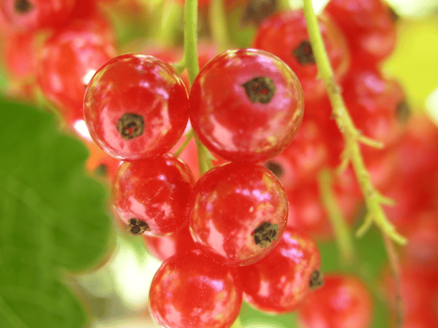 Berry (botany)