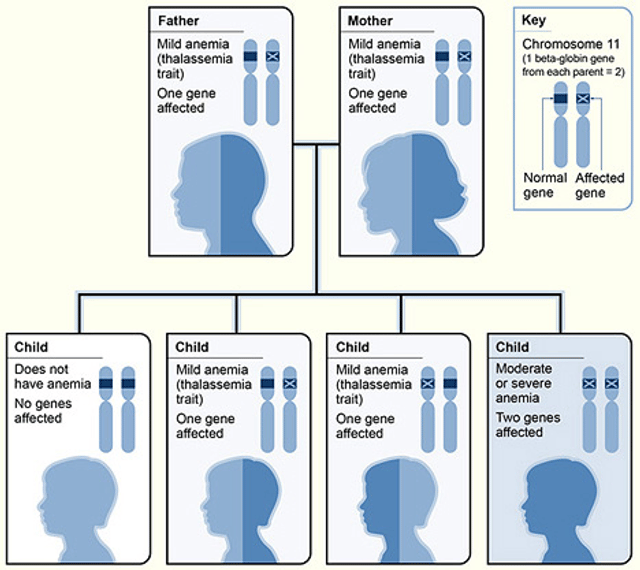 Beta thalassemia