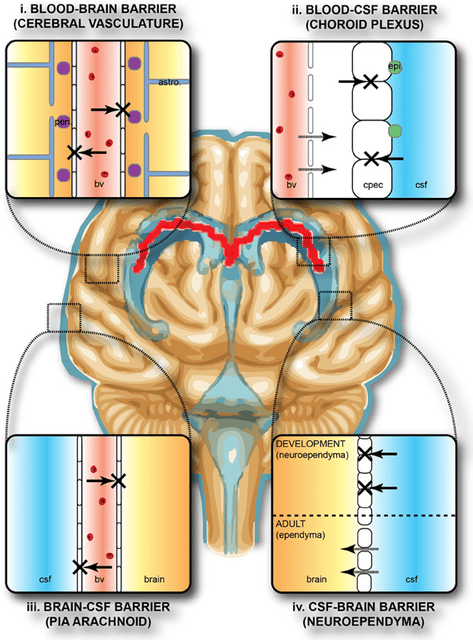 Blood–brain barrier