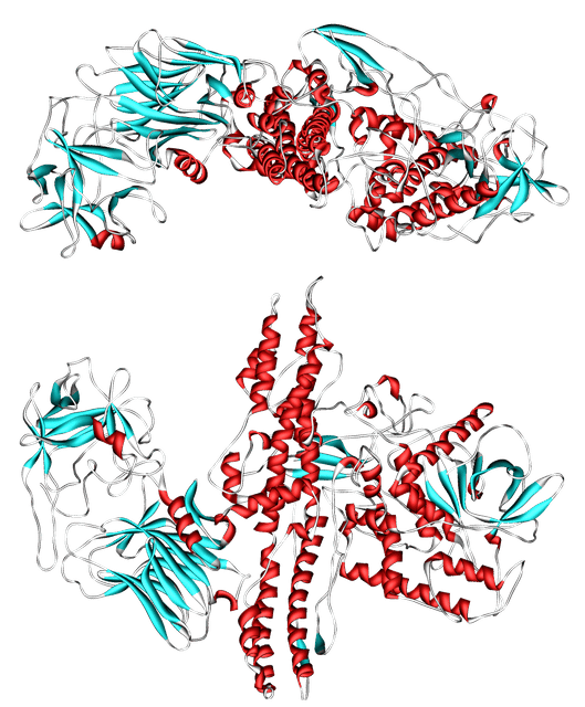 Botulinum toxin