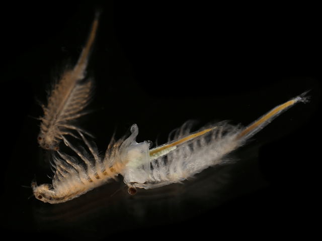 Brine shrimp