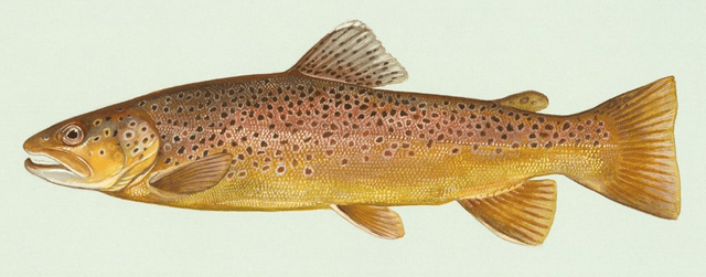 Brown trout