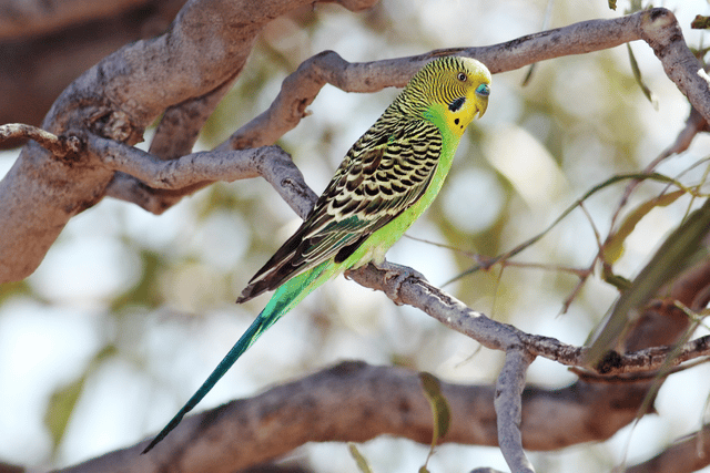 Budgerigar