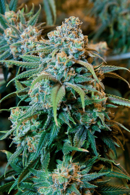 Cannabis