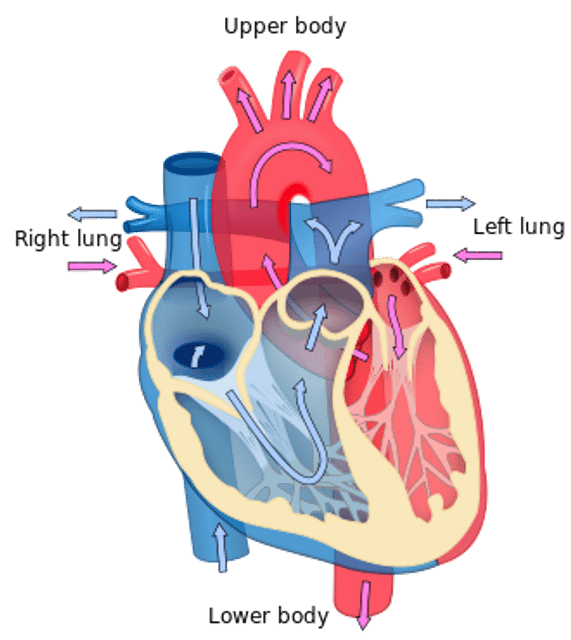 Cardiology