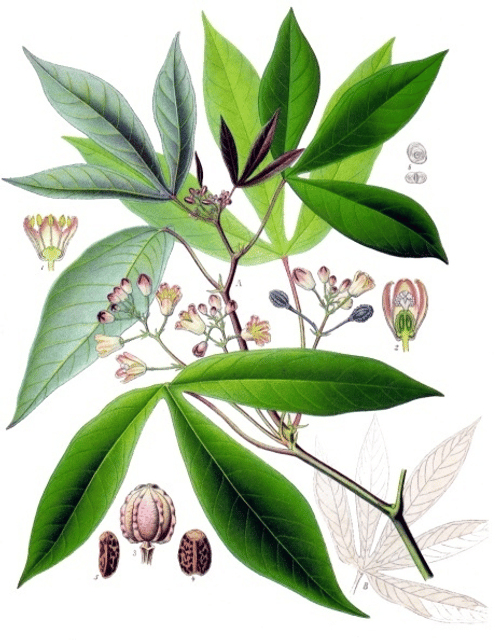 Cassava