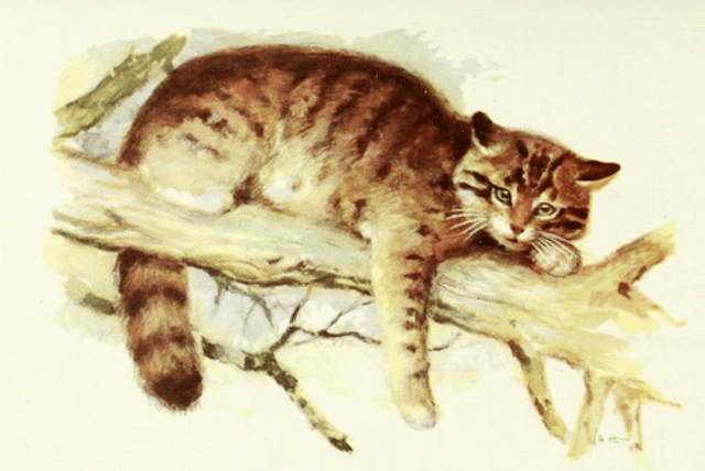 Caucasian wildcat