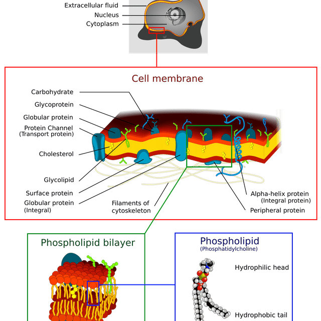 Cell membrane