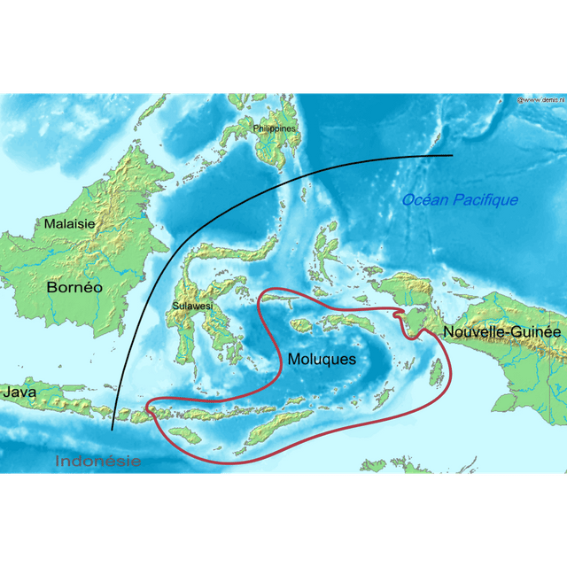 Central–Eastern Malayo-Polynesian languages