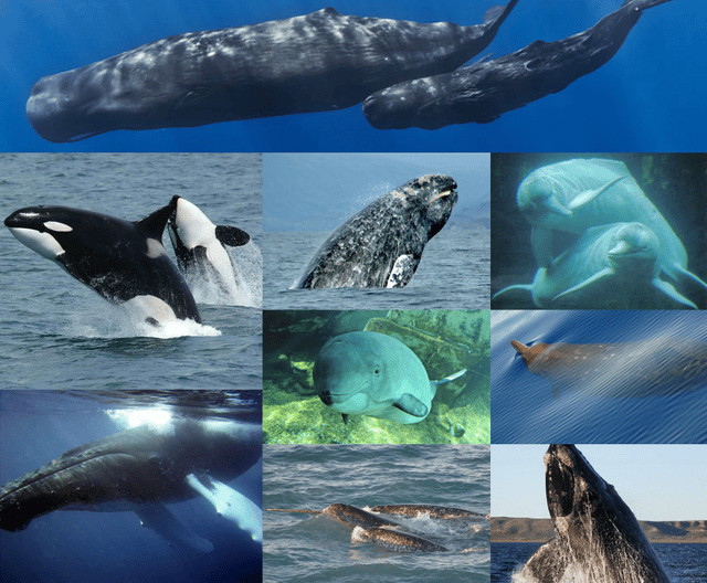 Cetacea