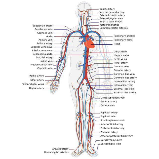 Circulatory system