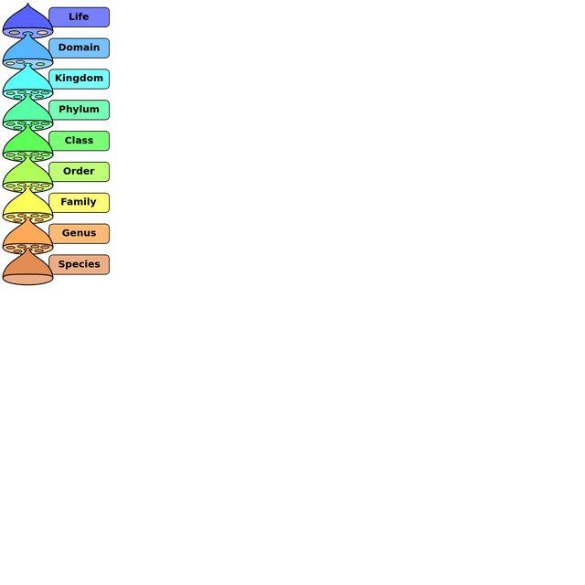 Class (biology)