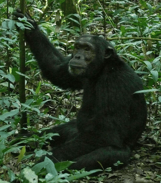 Common chimpanzee