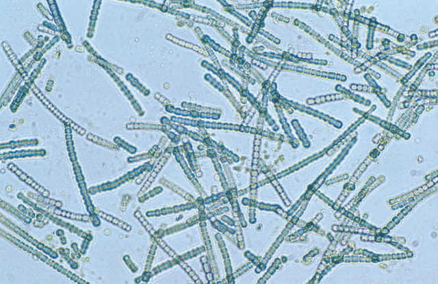 Cyanobacteria