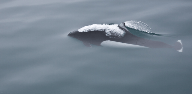 Dall's porpoise