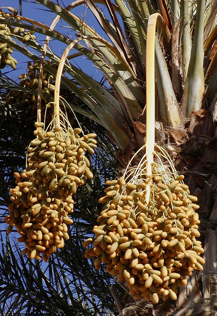 Date palm