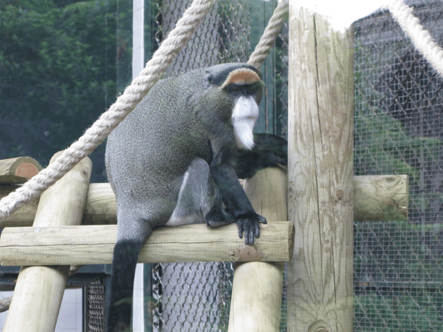 De Brazza's monkey
