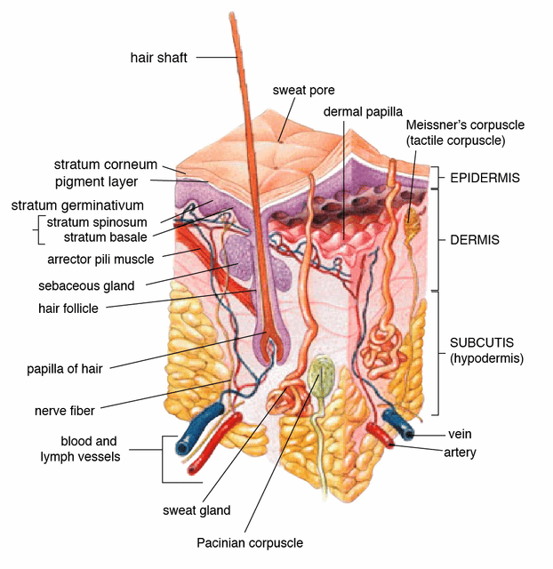 Dermis