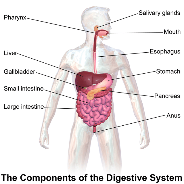 Digestion