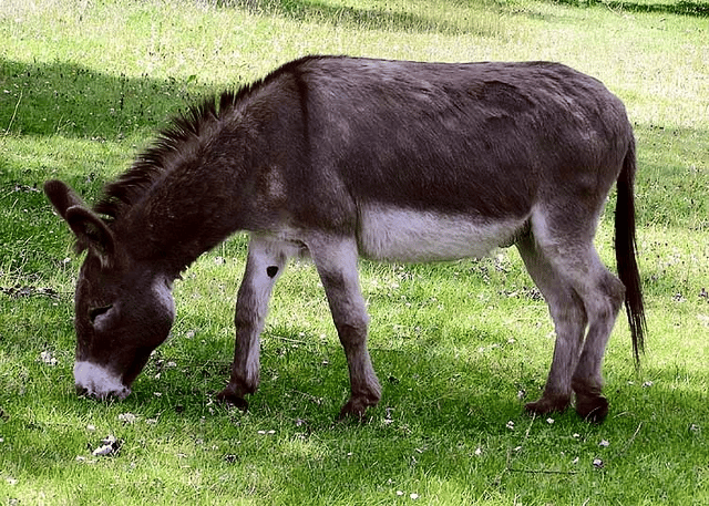 Donkey