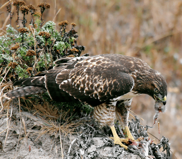 Ecology