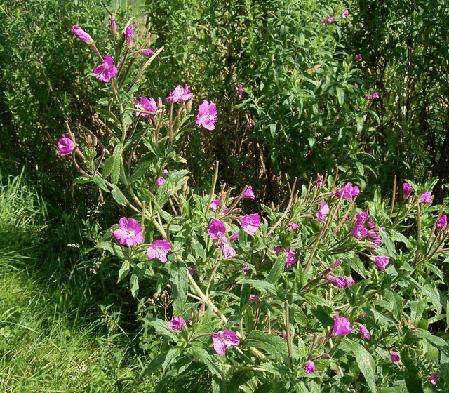 Epilobium