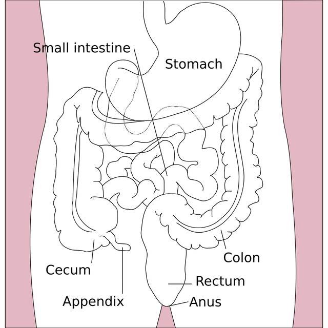 Gastrointestinal tract