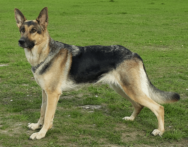 German Shepherd