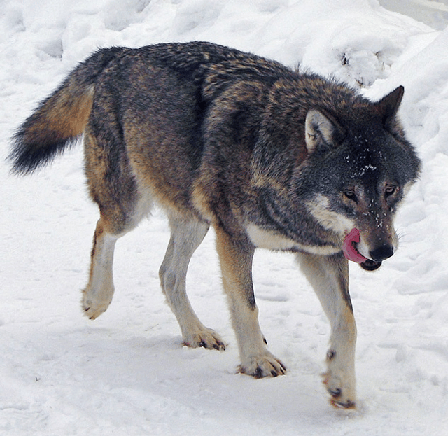 Gray wolf