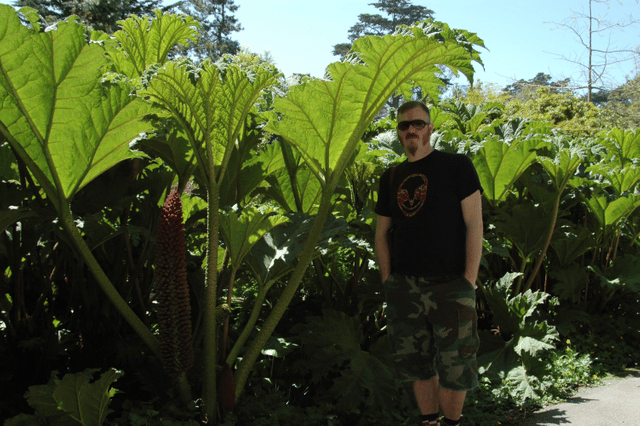 Gunnera