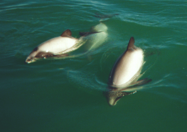 Hector's dolphin