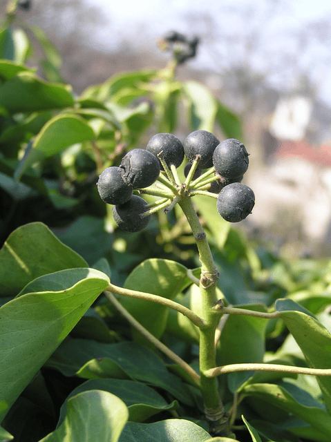 Hedera helix