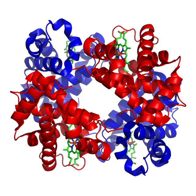 Hemoglobin