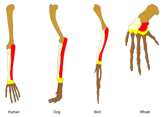 Homology (biology)