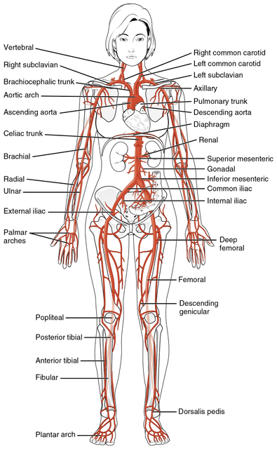 Human body