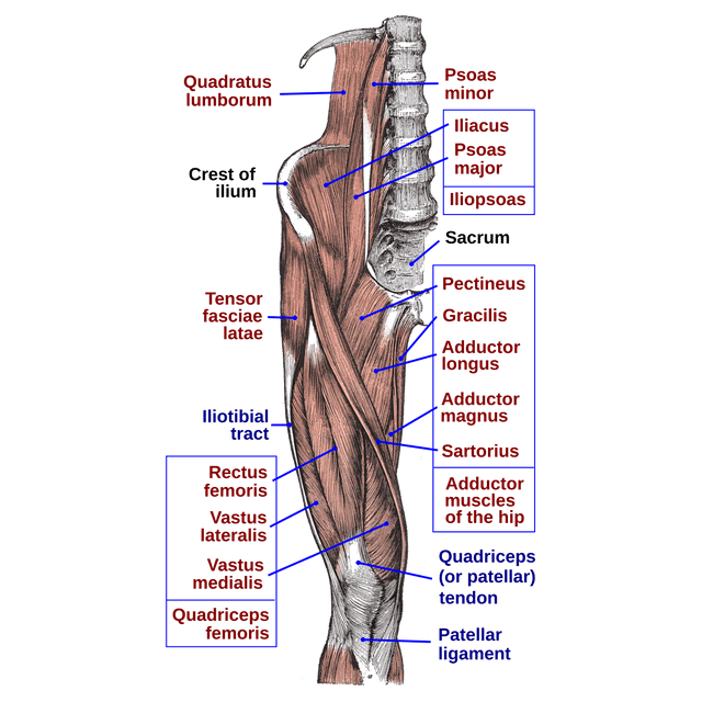 Iliopsoas