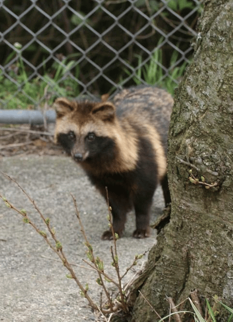 Japanese raccoon dog