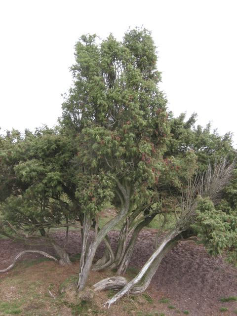 Juniperus communis