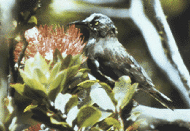 Kauaʻi ʻōʻō