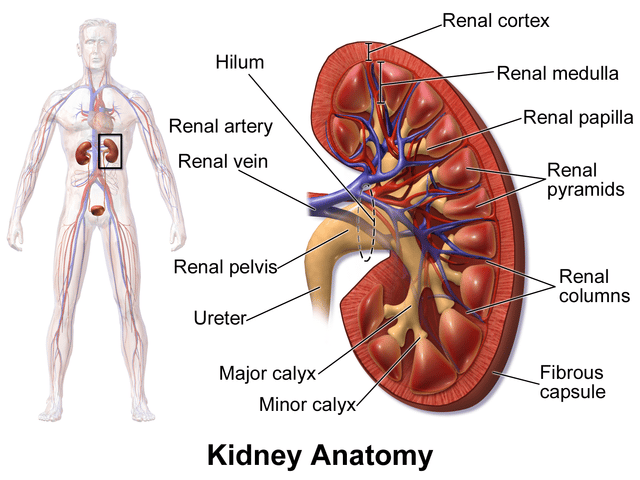 Kidney