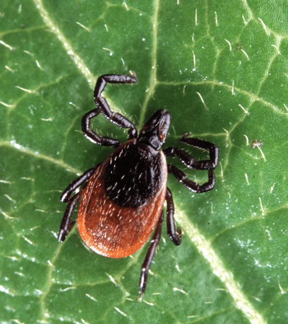 Lyme disease