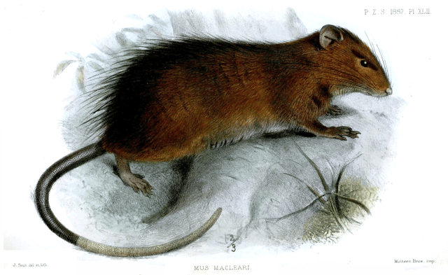 Maclear's rat