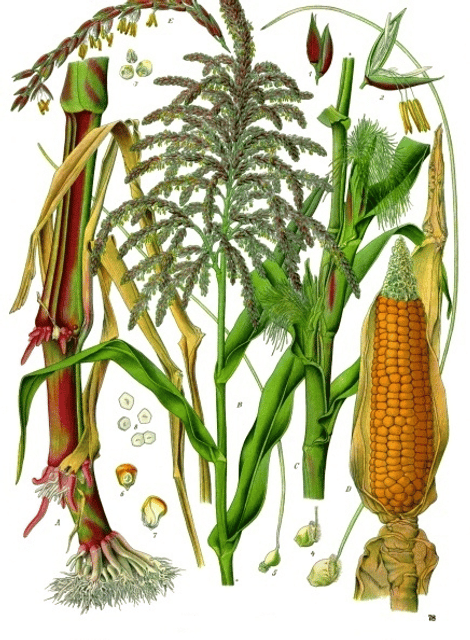 Maize